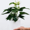Golden Pothos Pole - Görsel 2