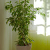 Aralia Ming - Görsel 2