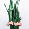 Sansevieria Laurentii - Görsel 2
