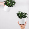 Ficus Decora Burgundy - Görsel 2