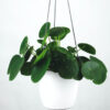 Pilea Peperomioides - Görsel 2