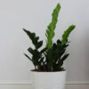Zz Plants - Görsel 2