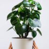 Ficus Decora Cabernet - Görsel 2