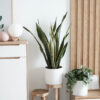Sansevieria Golden Flame - Görsel 2